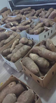 Fresh Tongan White Yam – Premium Whole Yam Tubers for Wholesale Supply - Hineni Distributor - Australia